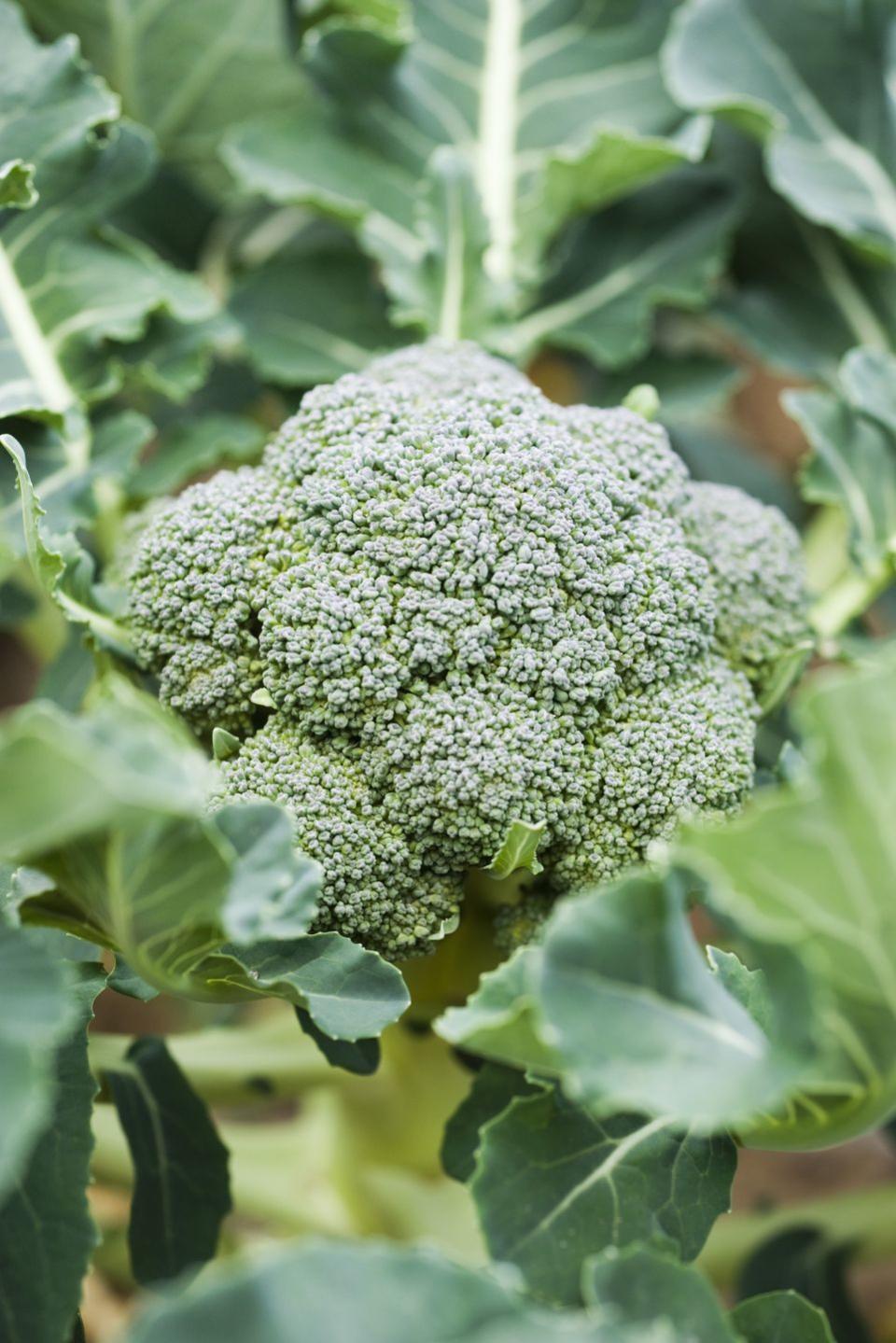 1) How to Grow Broccoli in a Container