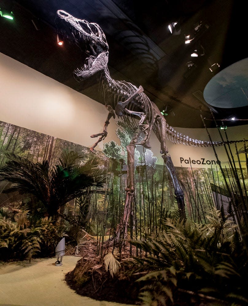 The Dryptosaurus is being lobbied for as Delaware's state dinosaur by students at Shue-Medill Middle School. A model of the dino is on display at the Delaware Museum of Nature u0026 Science in Wilmington on Wednesday, June 22, 2022.