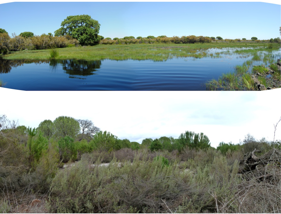 Laguna del Alcornoque del Pato, flooded in 2011 (top), and covered with scrub and pine trees in 2023 (bottom), with the cork oak that gives it its name dead and dry. Author provided