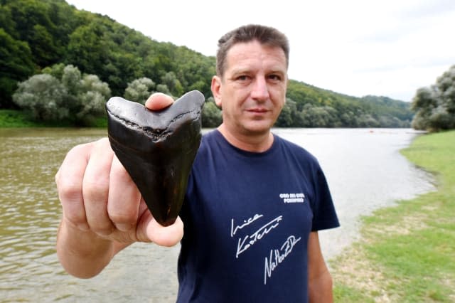 Man finds Megalodon Shark tooth in Croatia river