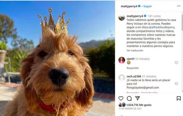 Alfred, el perro que se convirtió en un pilar en la vida de Perry