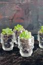 <p>Re-pot your <a href="https://www.amazon.com/Instant-Cactus-Succulent-Collection-Terrarium/dp/B06XRBJDTN?tag=syn-yahoo-20&ascsubtag=%5Bartid%7C10055.g.1566%5Bsrc%7Cyahoo-us" rel="nofollow noopener" target="_blank" data-ylk="slk:succulents;elm:context_link;itc:0;sec:content-canvas" class="link ">succulents</a> for a skeletal decoration you can tuck in any bare corner. Mix it up with mini cacti, spiky grass, or even trailing ivy.</p><p><a class="link " href="https://www.amazon.com/Glow-Castle-Creative-creative-spirits/dp/B075SXZG4S/?th=1&tag=syn-yahoo-20&ascsubtag=%5Bartid%7C10055.g.1566%5Bsrc%7Cyahoo-us" rel="nofollow noopener" target="_blank" data-ylk="slk:SHOP SKULL GLASSES;elm:context_link;itc:0;sec:content-canvas">SHOP SKULL GLASSES</a> </p>