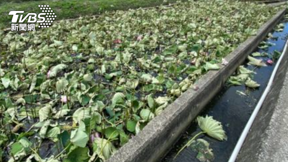 地主將荷花砍光。（圖／TVBS）