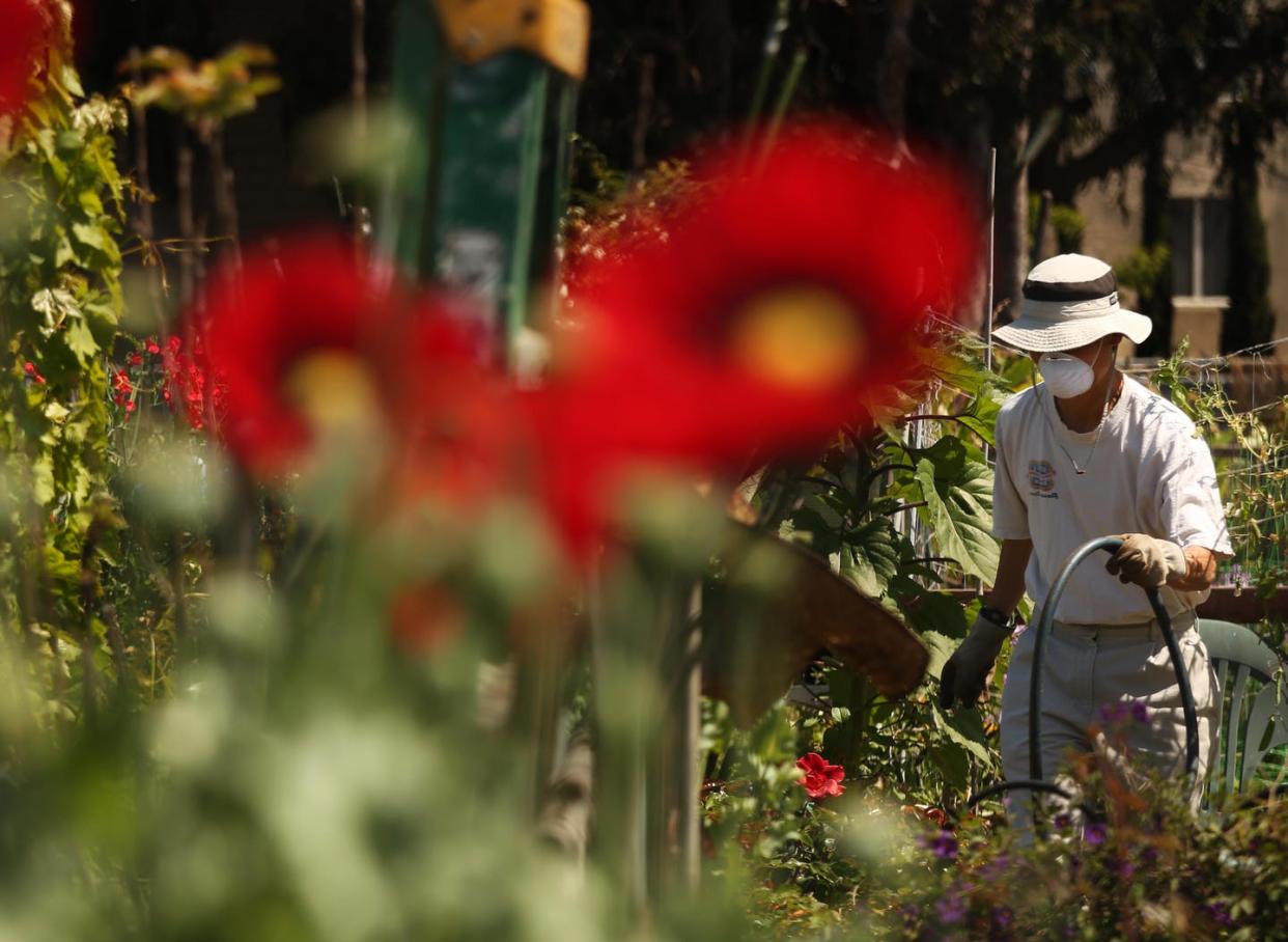 <span class="caption">A man tends to his plot at a community garden in Santa Monica, Calif., in April 2020.</span> <span class="attribution"><a class="link " href="https://www.gettyimages.com/detail/news-photo/michael-tanouye-wears-a-protective-mask-to-prevent-news-photo/1223460423?adppopup=true" rel="nofollow noopener" target="_blank" data-ylk="slk:Genaro Molina/Los Angeles Times via Getty Images;elm:context_link;itc:0;sec:content-canvas">Genaro Molina/Los Angeles Times via Getty Images</a></span>