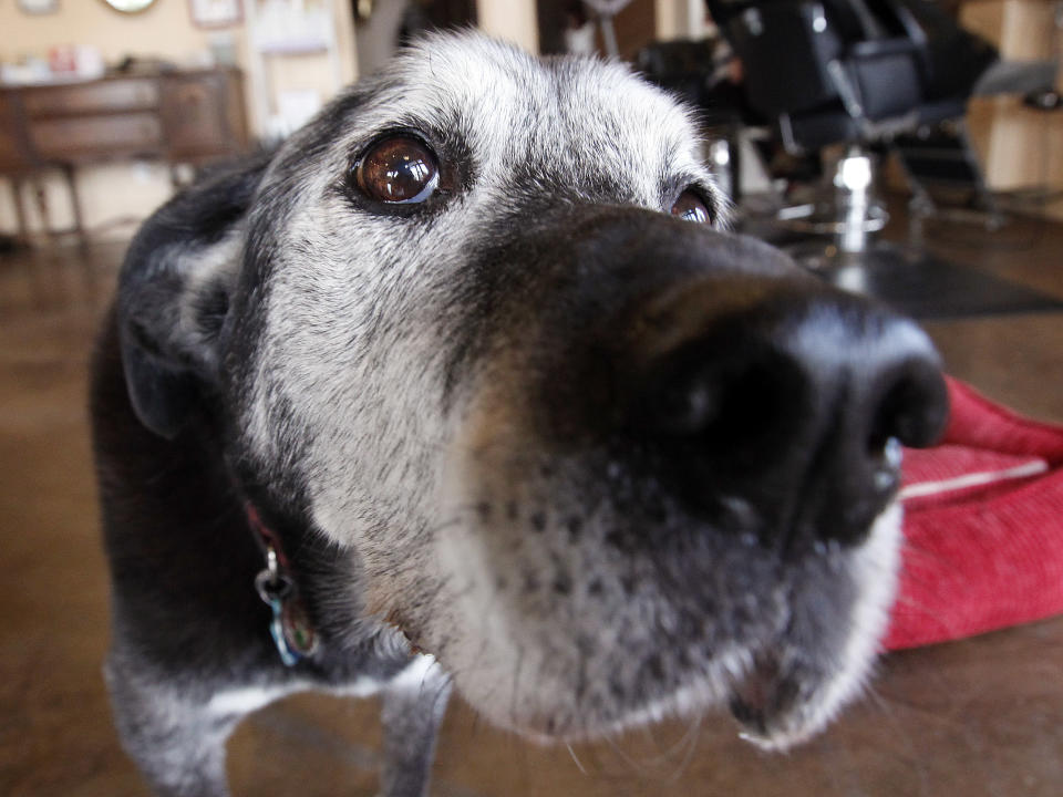 In this March 22, 2012 photo, Solomon, a Dalmatian-German shepherd mix estimated to be about 14 years old, appears at the shop where his owner, Lisa Black, cuts hair in Seattle. Black owns the Stardust Salon and Spa in Seattle and Solomon goes to work with her every day to greet customers. “If they don't like him, it's not the place for them,” Black said. (AP Photo/Elaine Thompson)