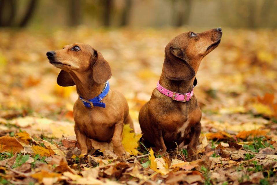 With their large faces and long noses, miniature dachshunds have an impressive average life expectancy. yavdat – stock.adobe.com