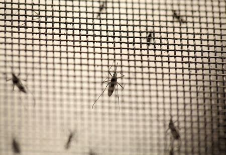 Aedes aegypti mosquitoes are seen at the Laboratory of Entomology and Ecology of the Dengue Branch of the U.S. Centers for Disease Control and Prevention in San Juan, Puerto Rico, March 6, 2016. REUTERS/Alvin Baez/File Photo