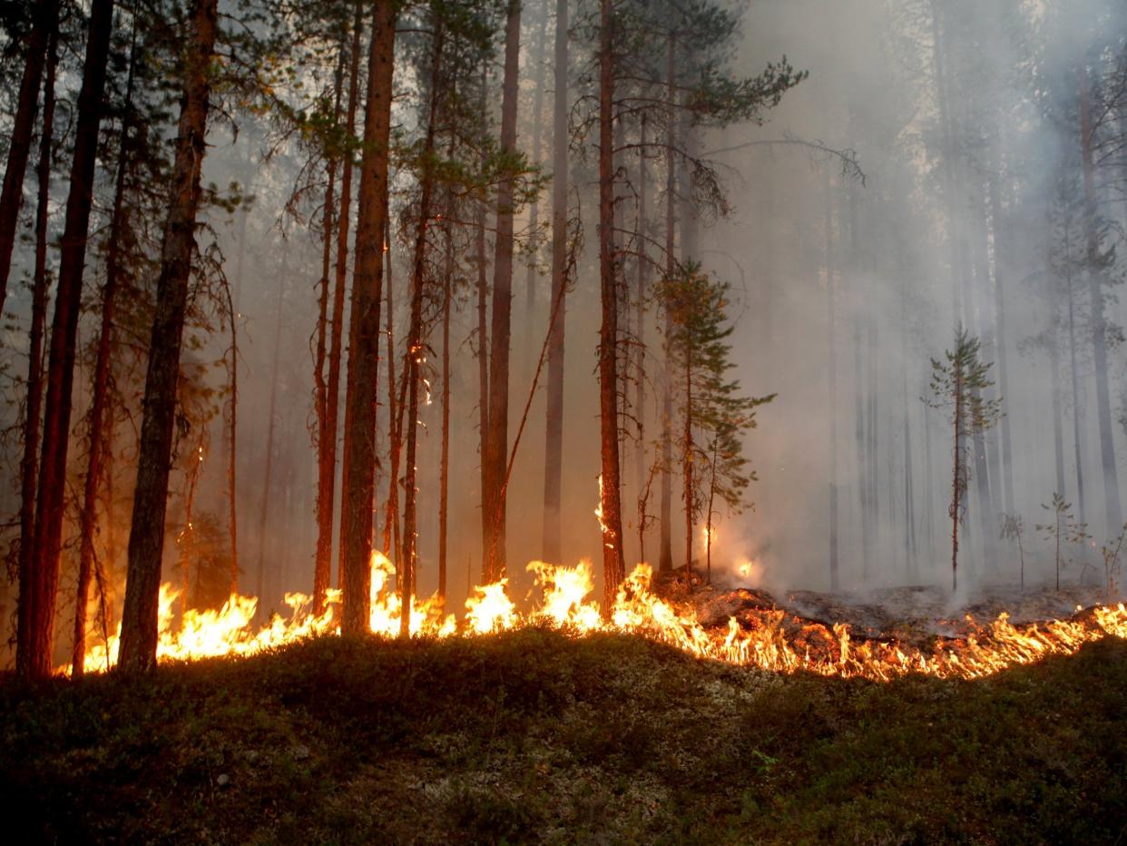 A wildfire burns in Karbole, Sweden, as temperatures across Scandinavia continue to exceed 30C: AP