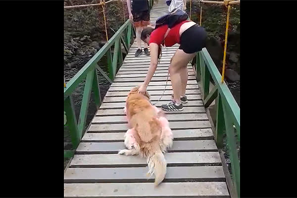 Lucky, el perro que no quería cruzar un puente hasta que su dueña lo ayudó. Foto: facebook.com/marie.florez.71