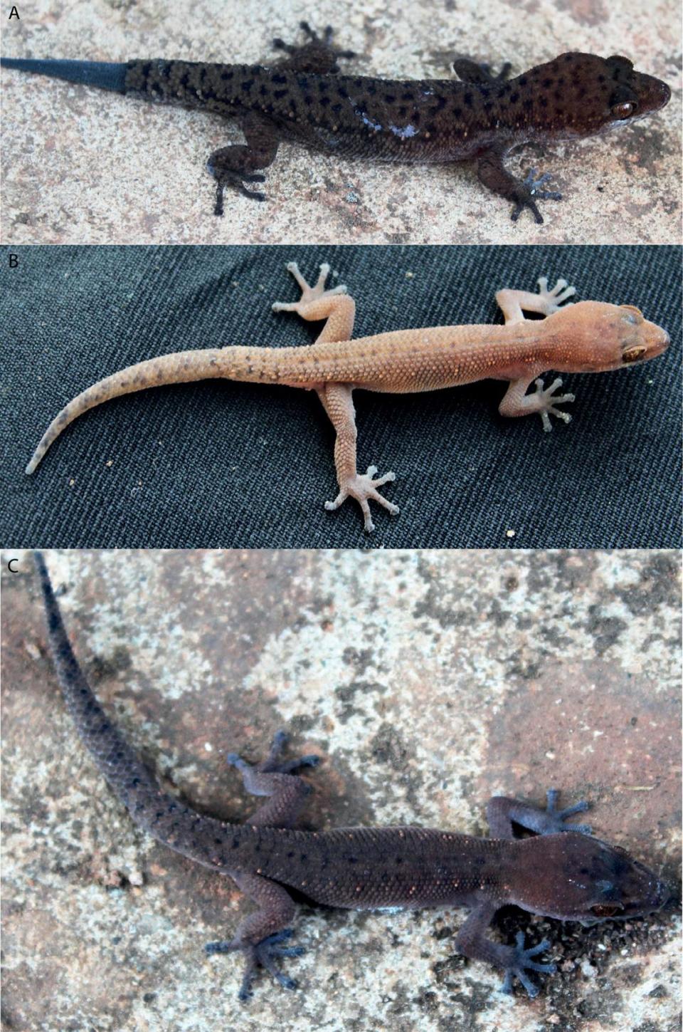 Three specimens of Muangfuang leaf-toed gecko or Dixonius muangfuangensis. From top to bottom, the geckos are an adult male, adult female and juvenile male. Photos from Vinh Quang Luu, Thuong Huyen Nguyen, Minh Duc Le, Jesse L. Grismer, Hong Bich Ha, Saly Sitthivong, Tuoi Thi Hoang and L. Lee Grismer