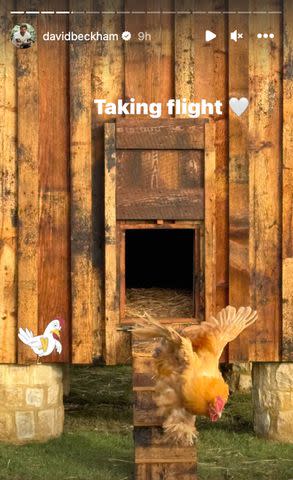 <p>David Beckham/Instagram</p> David Beckham shares an update on his new chickens and cockerel.