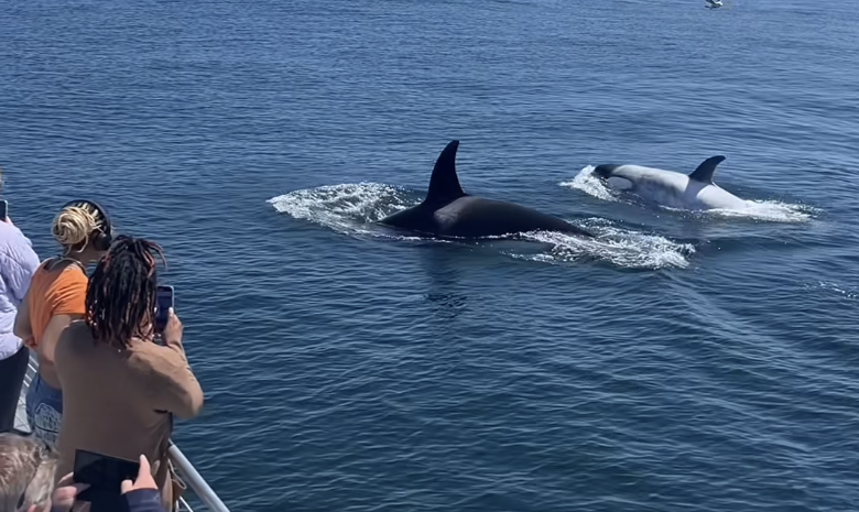  / Credit: Newport Landing Whale Watching / Facebook