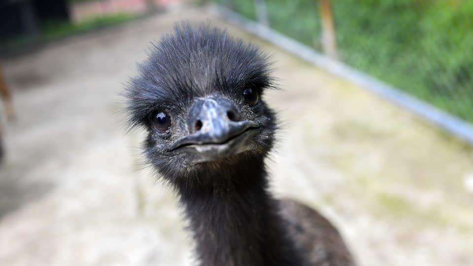 The emu: A delicacy in Australia.     - OSCAR RIVERA/AFP/AFP/Getty Images