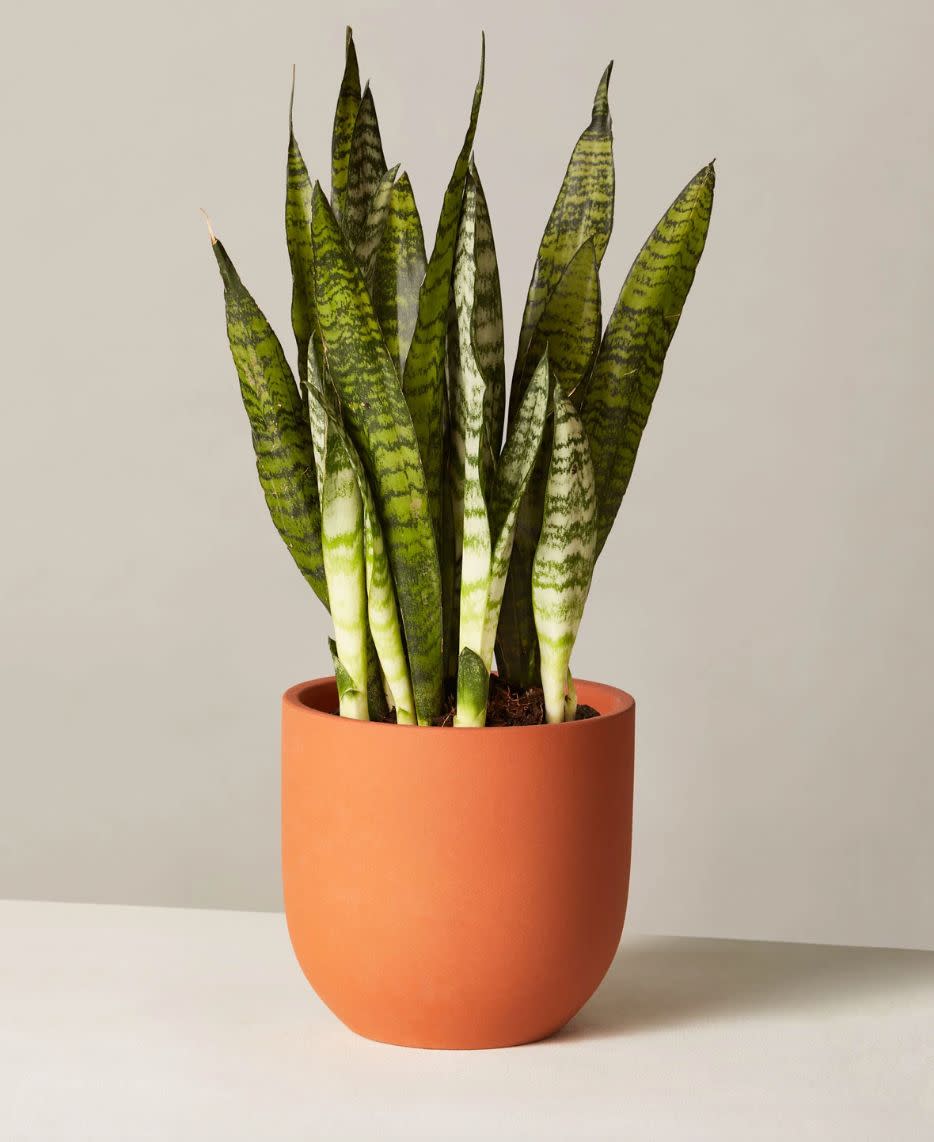 If you're looking to take care of a succulent, the&nbsp;Snake Plant Zeylanica is one with dramatic, sword-like leaves. <strong><a href="https://fave.co/2QNU2E8" target="_blank" rel="noopener noreferrer">Originally $60, get it now for $40</a></strong>. (Photo: The Sill)