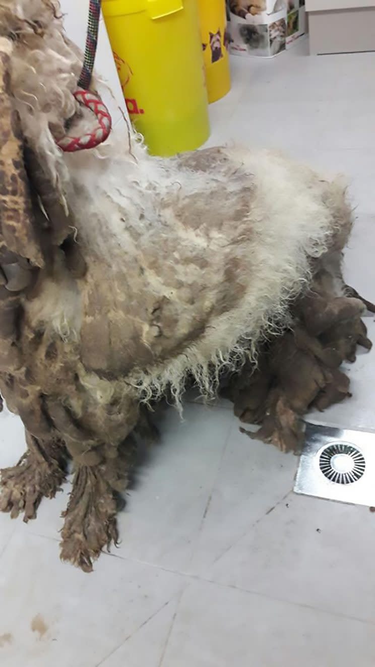 Abuse: The dog's fur had become heavily matted (CEN)