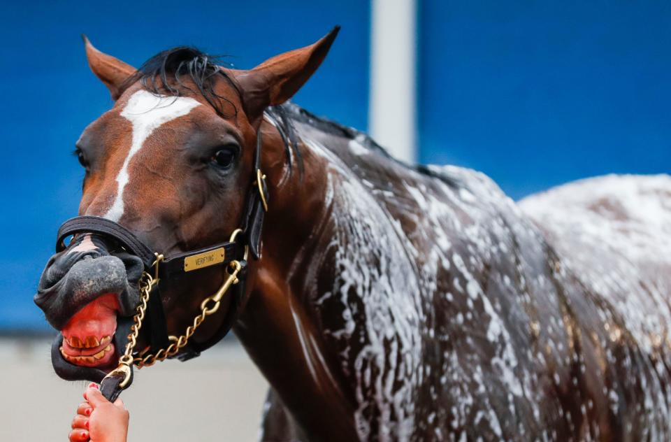 Kentucky Derby contender Verifying shows his teeth while getting bathed Friday morning.