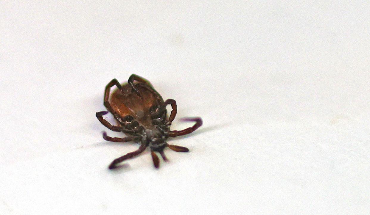 Tick season is here. With the mild winter and no deep freeze, ticks are out early. This deer tick was embedded in a Marshfield woman's neck on March 11, 2024. Left unchecked, deer ticks can transmit Lyme disease to humans.