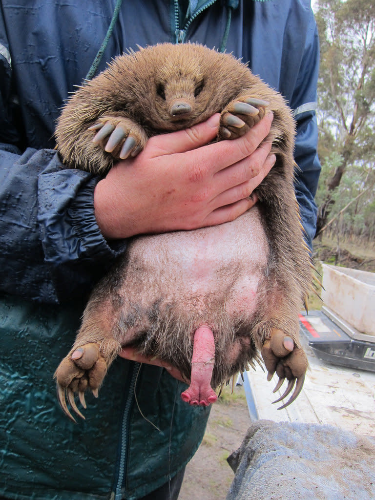 Echidnas are not only extraordinary for being among the last surviving monotremes (a branch of mammals that lay eggs), but also for having weird, four-headed penises. Here's the penis of a Tasmanian echidna.