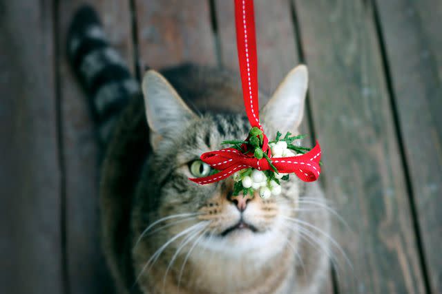 <p>Getty</p> Cat look at a Christmas mistletoe.