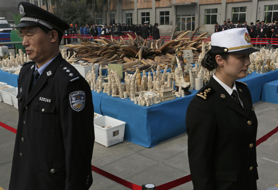 Customs officers stand guard in front of confiscated ivory in Dongguan, southern Guangdong province, China Monday, Jan. 6, 2014. China destroyed about 6 tons of illegal ivory from its stockpile on Monday, in an unprecedented move wildlife groups say shows growing concern about the black market trade by authorities in the world's biggest market for elephant tusks. (AP Photo/Vincent Yu)