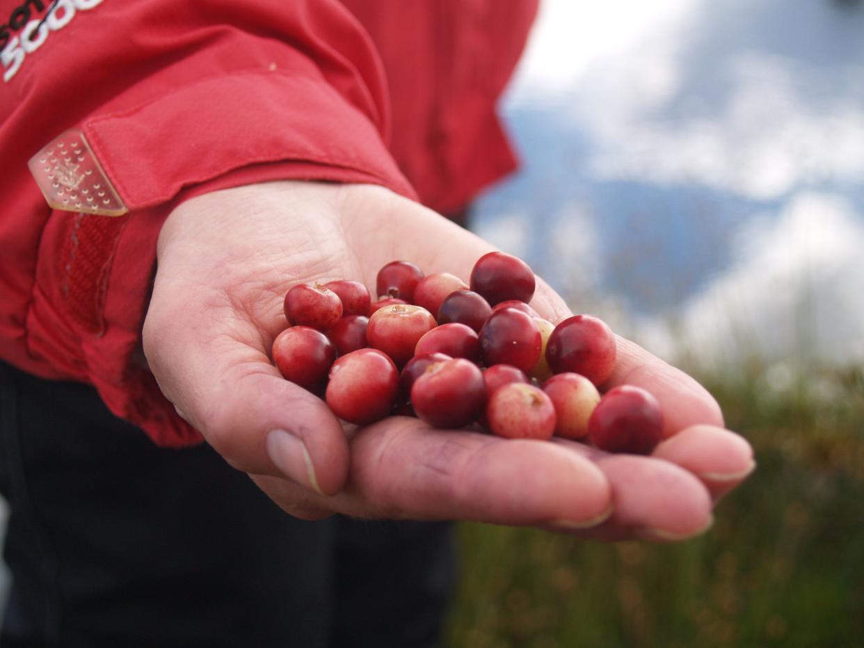 Hand holding a bunch of freshly picked cranberries.