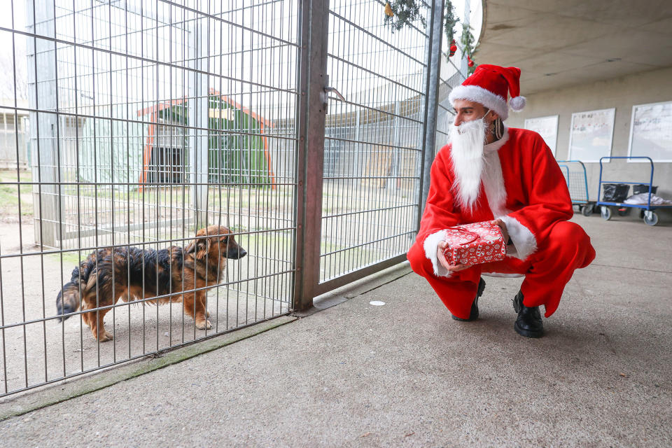 A person dressed as Santa prepares to give a dog treats at the Christmas Festival of the Animals at the Berlin Animal Shelter on Dec. 11.