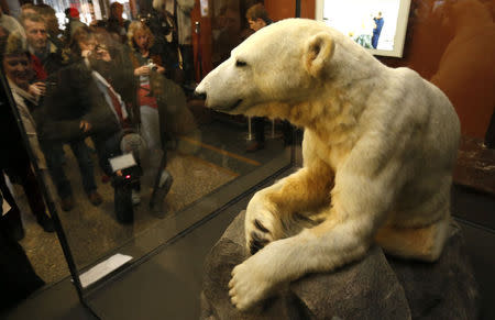 Journalists watch the full-sized polar bear Knut model covered with the original fur during the presentation to the media at the natural history museum in Berlin February 15, 2013. REUTERS/Fabrizio Bensch