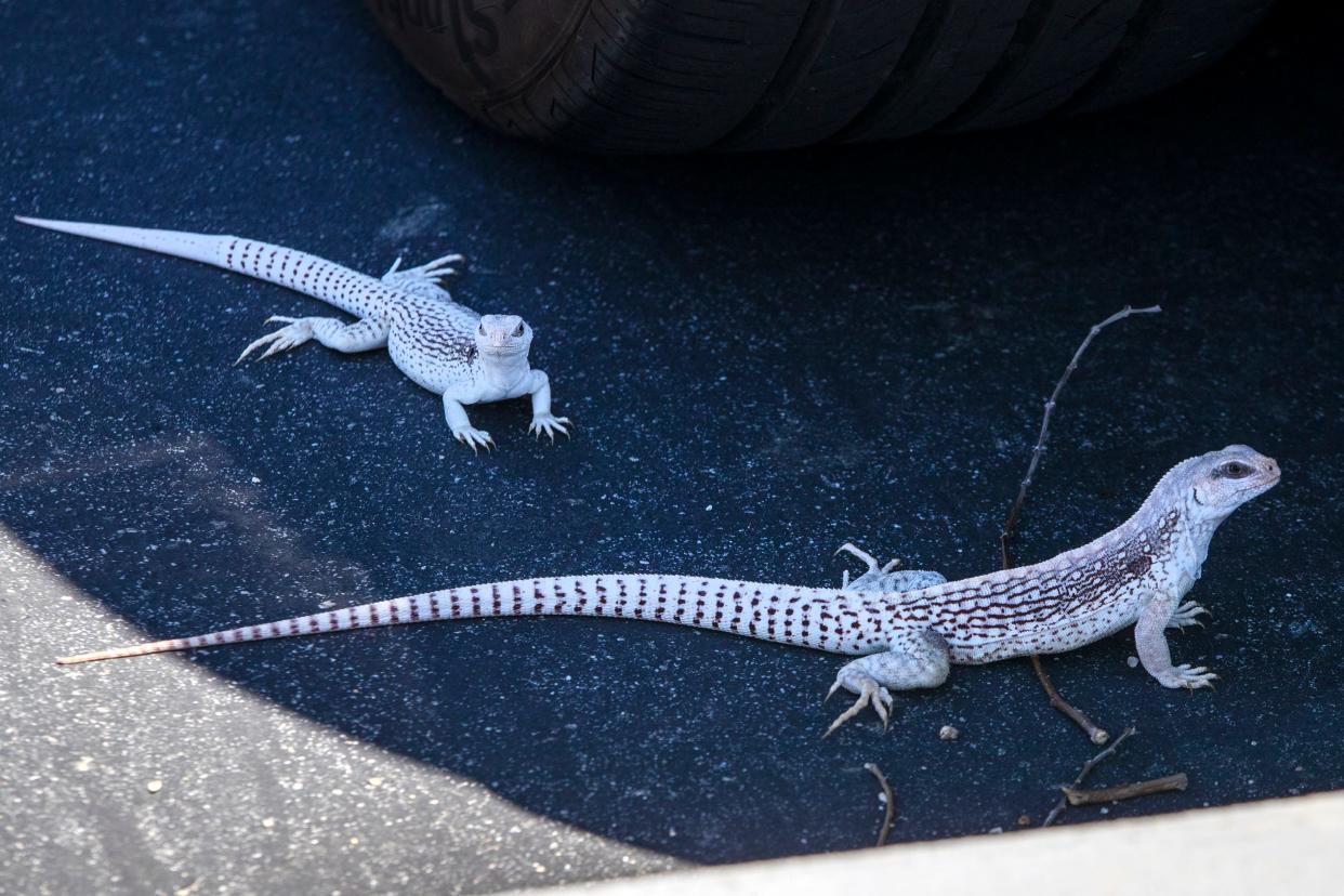 Two desert iguanas find respite from the heat in the shade of a vehicle in Cathedral City, Calif., on June 12, 2022. The National Weather Service issued an excessive heat warning for the Coachella Valley as temperatures reached triple digits.