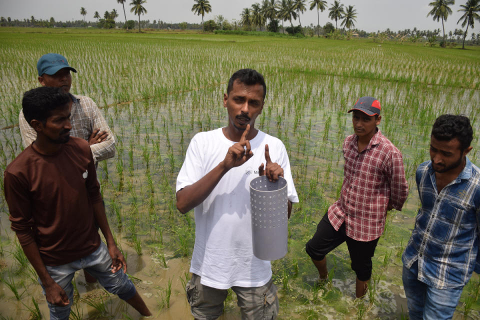 Mitti Labs works with on-ground implementation partners to provide regular touchpoints to rice farmers.