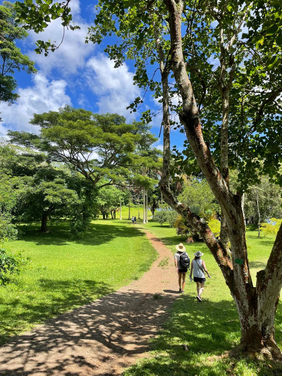 Visitors enjoying Hoomaluhia Botanical Gardens on a Wednesday afternoon.