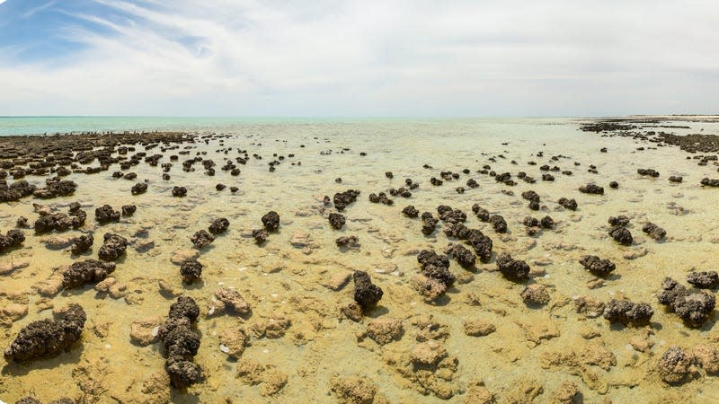 Stromatolites in Western Australia's Shark Bay.
