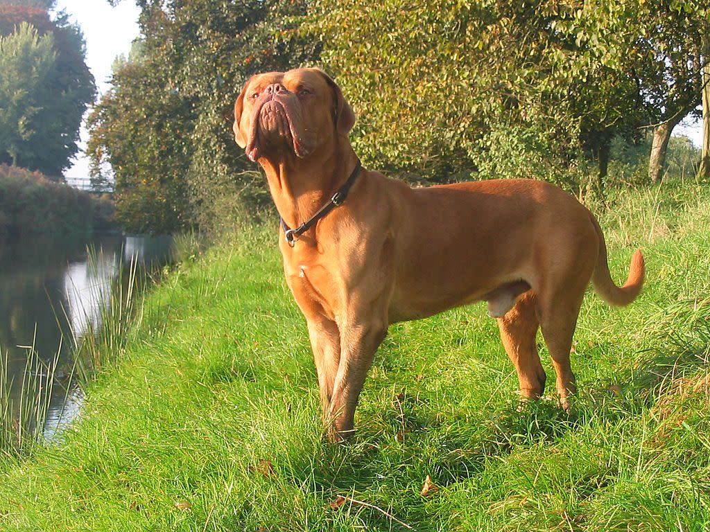 Dogue de Bordeaux