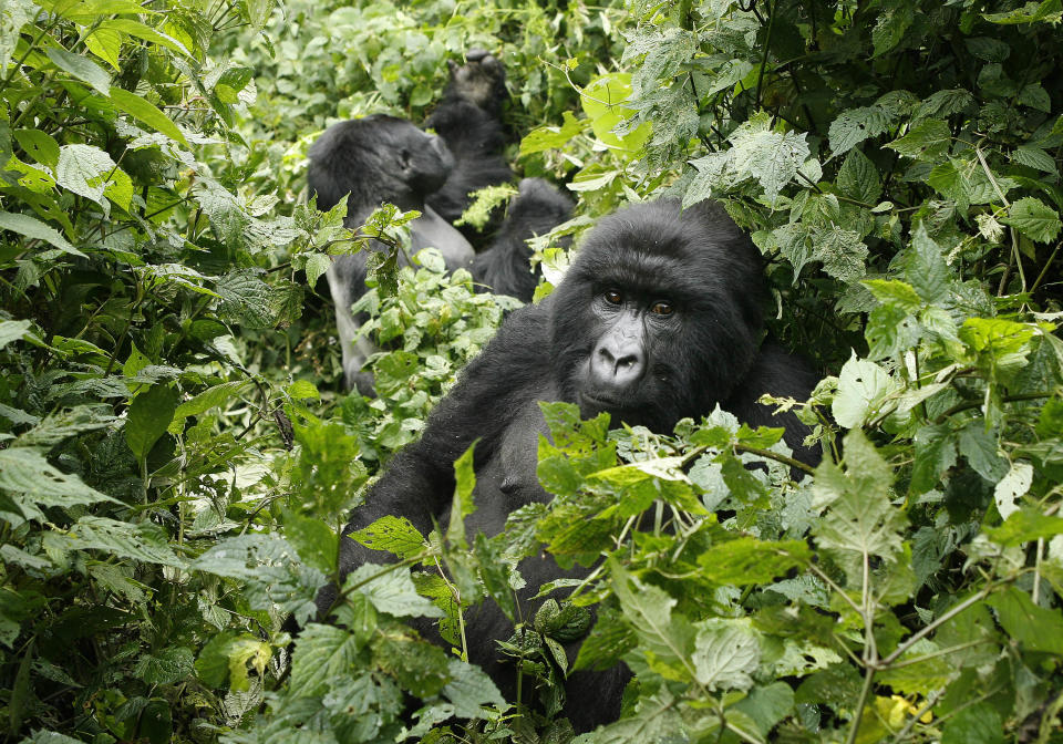 FILE- In this file photo taken Tuesday Nov. 25, 2008, two mountain gorillas are seen in the Virunga National Park, near the Uganda border in eastern Congo. Virunga now has about a quarter of the world’s remaining 790 mountain gorillas, with the others concentrated in parks in neighboring Rwanda and Uganda. The park was named a U.N. World Heritage site in 1979 for its unique diversity and the opulence of its animal and bird species. Despite all the conflict _ back-to-back civil wars that drew in the armies of half a dozen African nations between 1996 and 2002, and then rebellions in 2004, 2008 and a new one that erupted in April _ the numbers of mountain gorillas have actually grown. “The population has nearly doubled in recent years _ an enormously successful exercise but at a high price,” said Emmanuel de Merode, the park’s director and chief warden. (AP Photo/Jerome Delay)