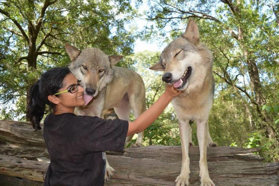 Juega, acaricia y pasa tiempo con los lobos en este hermoso santuario de lobos.