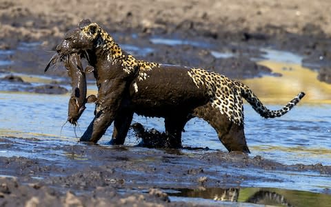 Leopard-fishing-James-Gifford-Caters-News-161463738_Caters-News-Agency_MUDDY-LEOPARD - Credit: James Gifford/Caters News