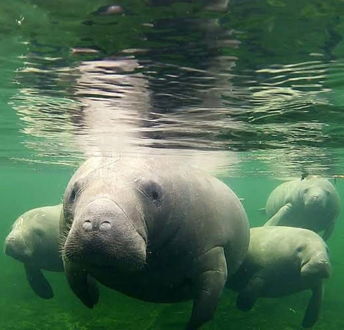 Many manatee deaths in the past couple of years have occurred in the Indian River Lagoon, where poor water quality and algae blooms have depleted seagrass beds that provide a key food source for the animals.