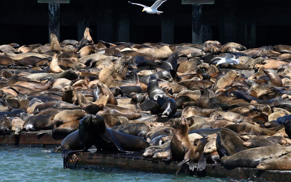 According to harbormaster Sheila Candor, the sea lion count has been the largest in 15 years