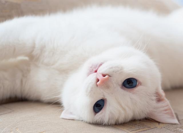 Sad hot sale white cat