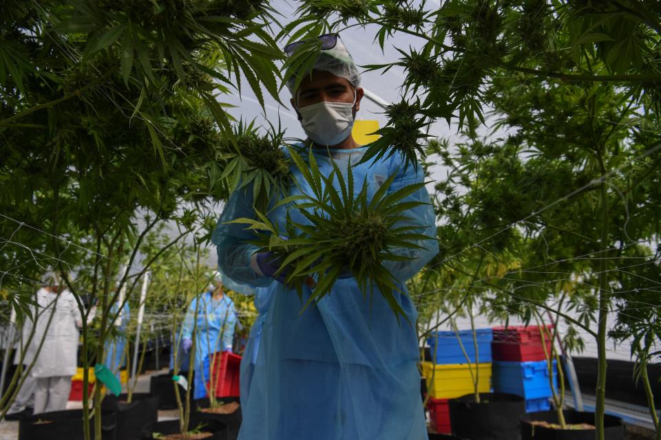 Un trabajador cosecha marihuana en invernadero en la empresa Fotmer Life Sciences en Nueva Helvecia, 120 km al oeste de Montevideo, Uruguay, el 17 de abril de 2019. (Foto: PABLO PORCIUNCULA BRUNE / AFP a través de Getty Images)