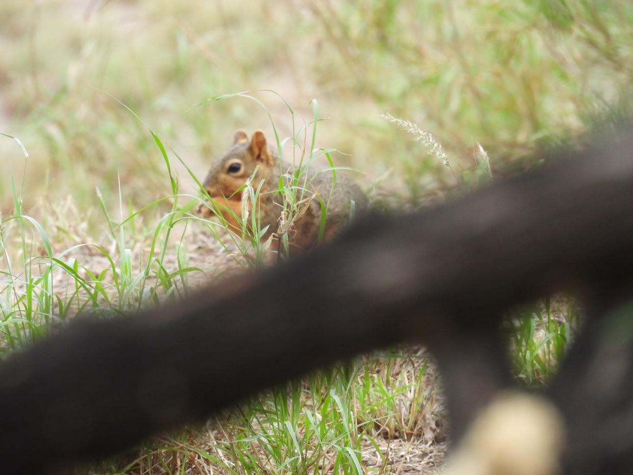 Fox squirrel