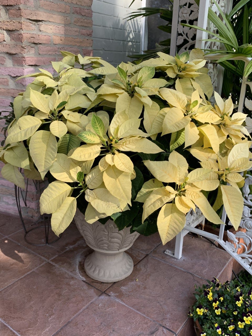 Poinsettias can take bright sun and heat, but not freezing temperatures. Since Northeast Florida doesn’t see many prolonged freezes and gets its share of sun and heat, they can be right at home in your garden.