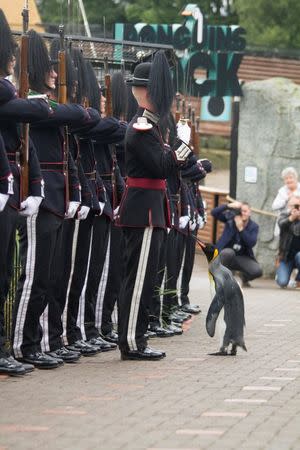 A king penguin named Sir Nils Olav inspects uniformed soldiers of His Majesty the King of Norway's Guard at RZSS Edinburgh Zoo, in Edinburgh, Scotland in this handout photograph from August 22, 2016. RZSS/Katie Paton/Handout via REUTERS