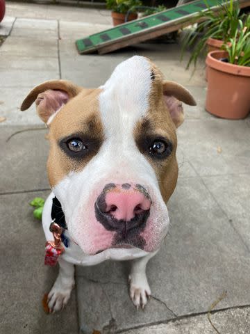 California Family Adopts 'Unicorn Dog' With Giant Bump on Her Head