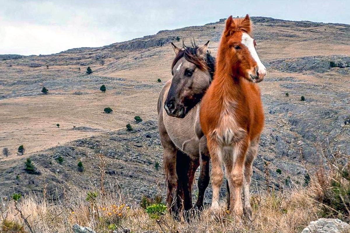 Palabra Campeonato ventilación El secreto que guardan los caballos salvajes de Sierra de la Ventana y la  importancia de preservarlos