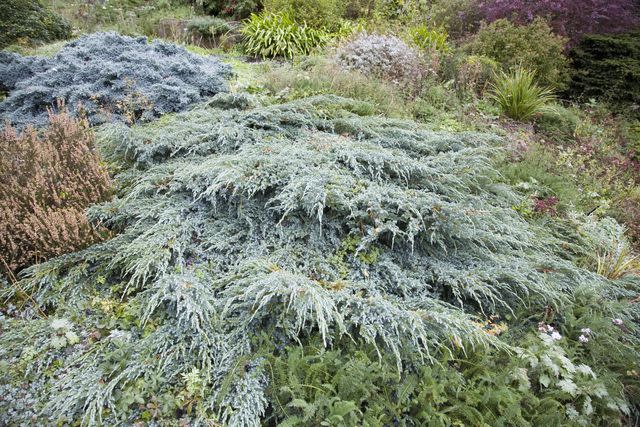 Ron Evans/ Getty Images Juniperus Squamata (Juniper horizontalis) and Heather grown as ground cover.