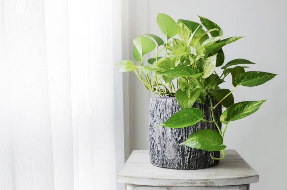 <p>Pathos, also known as the Devils Ivy, is the perfect houseplant for beginners. It's a climbing and hanging plant which can impressively grow in all kinds of directions. These plants are also poisonous if ingested, so ensure you are careful. </p><p><strong>READ MORE</strong>: <a href="https://www.housebeautiful.com/uk/decorate/display/news/a288/7-indoor-hanging-planters/" rel="nofollow noopener" target="_blank" data-ylk="slk:17 stylish indoor hanging planters;elm:context_link;itc:0;sec:content-canvas" class="link ">17 stylish indoor hanging planters</a></p>