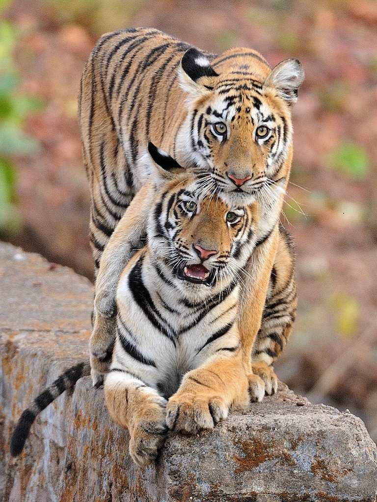 Tigers in the Tadoba-Andhari Tiger Reserve, home to about 74 tigers. Connecting corridors between several of the major protected areas in central India, including Tadoba, will be either severed or heavily disturbed by coal mining and related infrastructure.