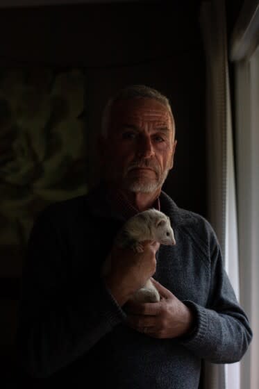 La Mesa, California - March 04: Pat Wright, 63, holds his pet ferret named Noodle on Friday, March 4, 2022 in La Mesa, California. Wright is a ferret legalization advocate and hopes to have the animals reclassified from wild animals to domestic. California and Hawaii are the only two states that ban ferrets. Wright got his first ferret in 1988, which was named Chester. (Ana Ramirez / The San Diego Union-Tribune)