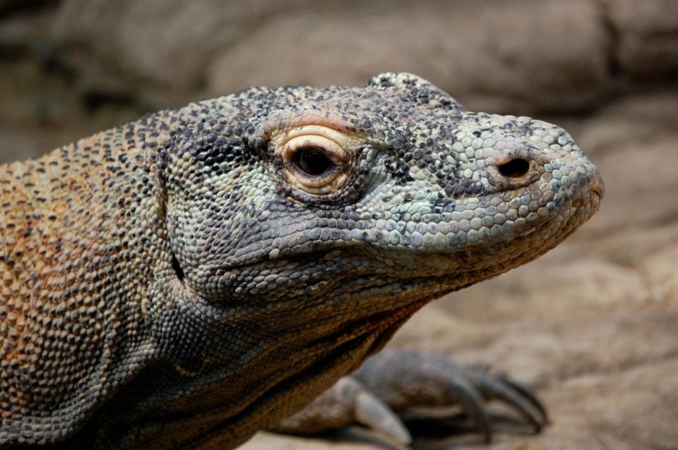 This undated photo provided by researcher Bryan Fry shows a Komodo dragon at Komodo National Park in Indonesia. The predatory lizards, which can reach a length of 10 feet (3 meters) and more than 300 pounds (135 kilograms), were recently moved from “vulnerable” to “endangered” status on the IUCN list of threatened species. The organization cited the impacts of climate change and deterioration of the dragons’ habitat -- including human encroachment — as reasons for the change. (Bryan Fry via AP)