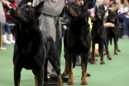 Beaucerons stand in the ring with their handlers during judging at the 2016 Westminster Kennel Club Dog Show in the Manhattan borough of New York City, February 15, 2016. REUTERS/Mike Segar